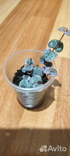 Сциндапсус, бегония и церопегия вуда