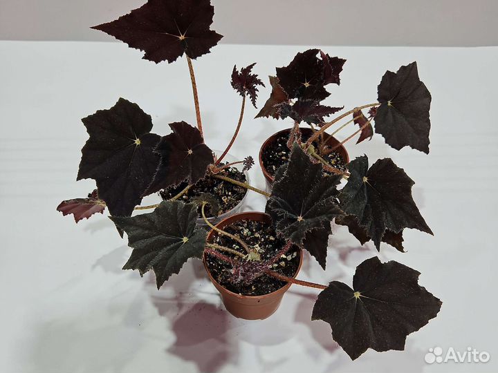 Бегония чёрный принц, хлорофитум