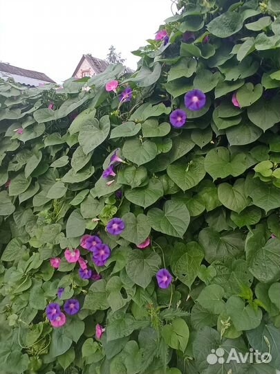 Ипомея(вьюнок)