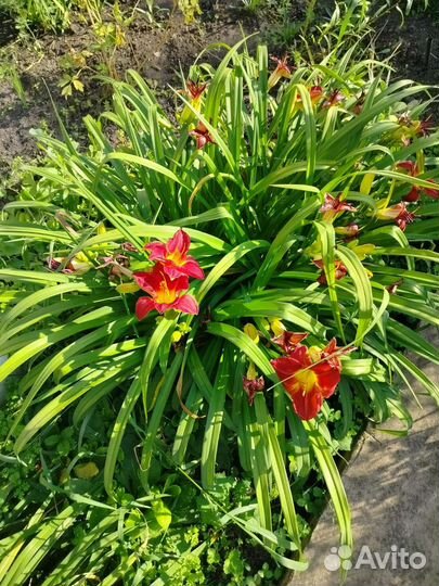 Лилейники сортовые