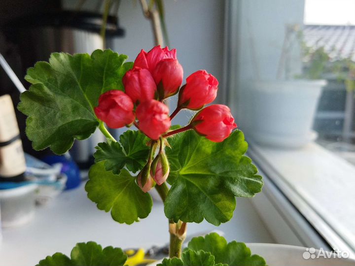 Пеларгония тюльпановидная