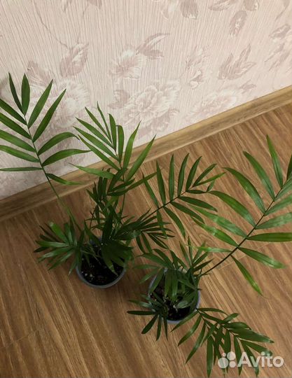 Хамидорея, Дипсис