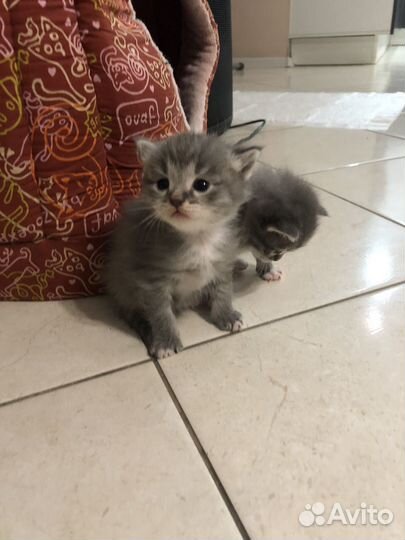 Котята