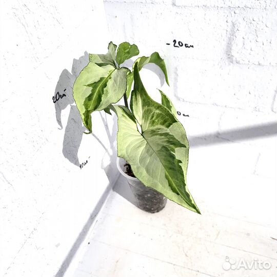 Сингониум 3 короля