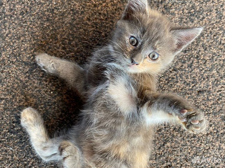 Котята в добрые руки даром девочка 1,5 месяца