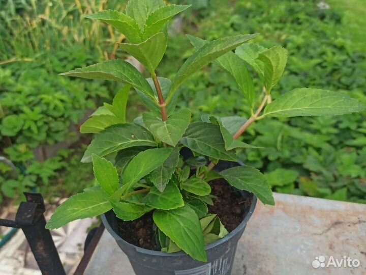 Гортензия ампельная Runaway Bride