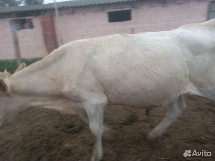 Телята бычки