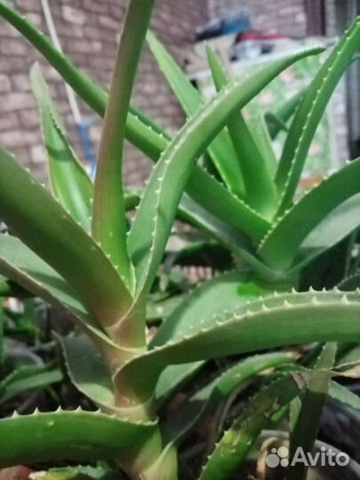 Алоэ лечебный