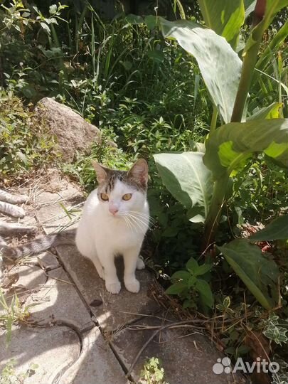 Котята в добрые руки бесплатно