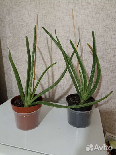 Продам цветы комнатные