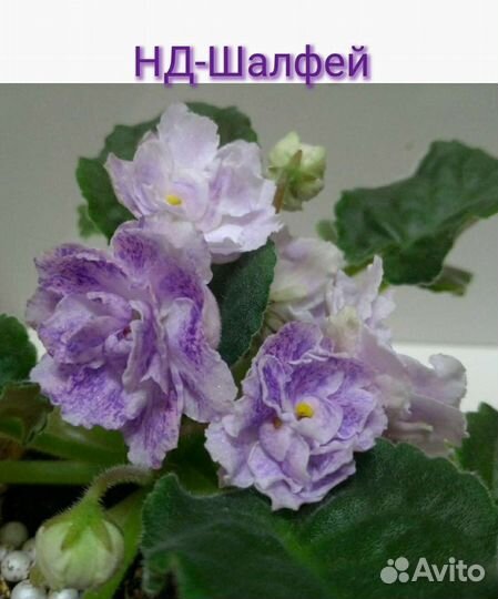 Фиалочки листы с детками и детки Доставка