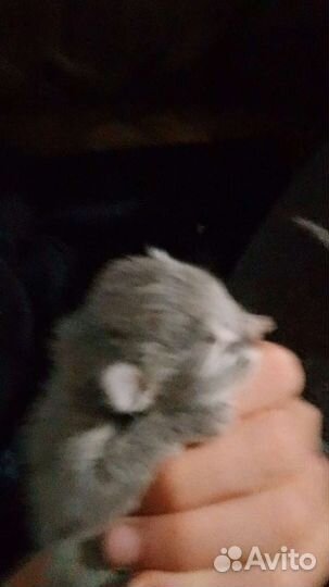Продаю котят