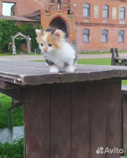 Кошка в дар