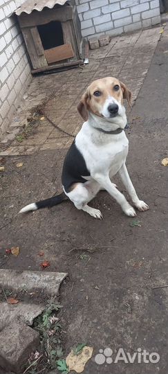 Русская пегая гончая