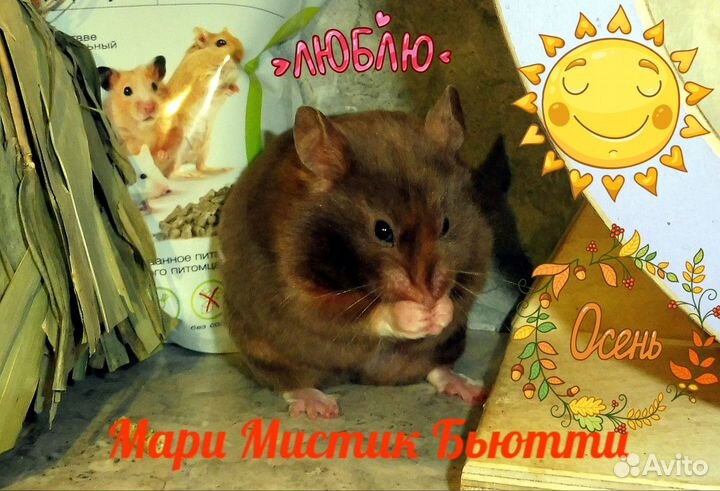 Добрые и красивые хомяки сами идут в руки видео