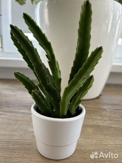 Стапеля (морская звезда) растение