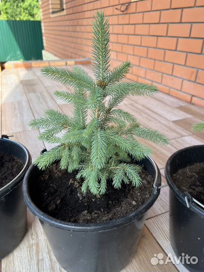 Ель голубая