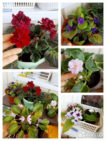 Фиалки разные взрослые (розов,белая,фиолет,бордо)