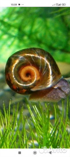 Улитки катушки