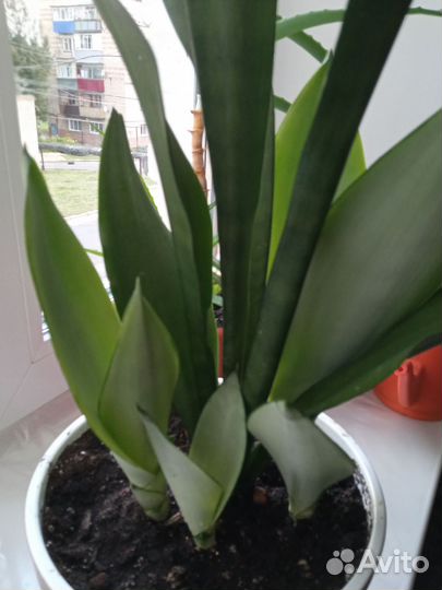 Комнатные цветы сансевиерии муншайн