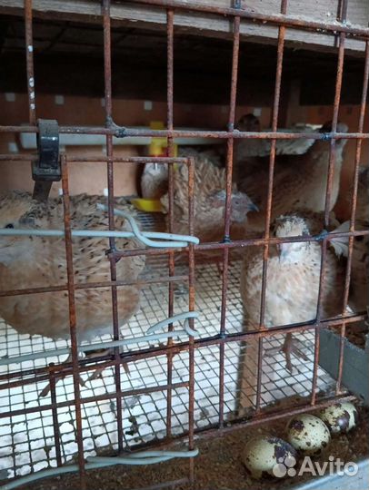 Перепелиные яйца,яйца перепелов