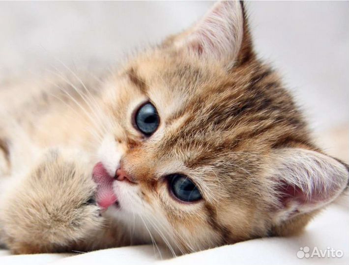 Котёнок, котята в добрые руки, ищут семью