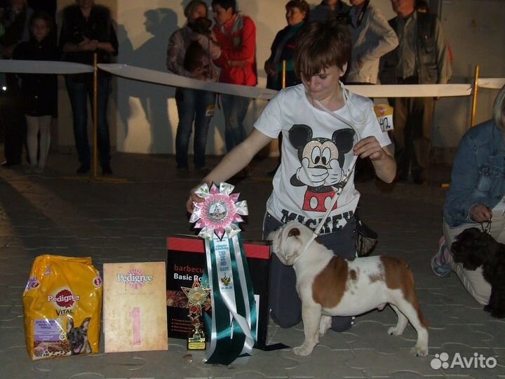 Дрессировка, вязка, выставочный тренинг собак