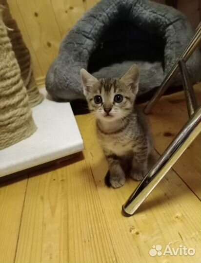 Котята табби