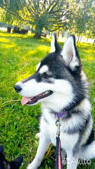 Щенки Сибирский хаски