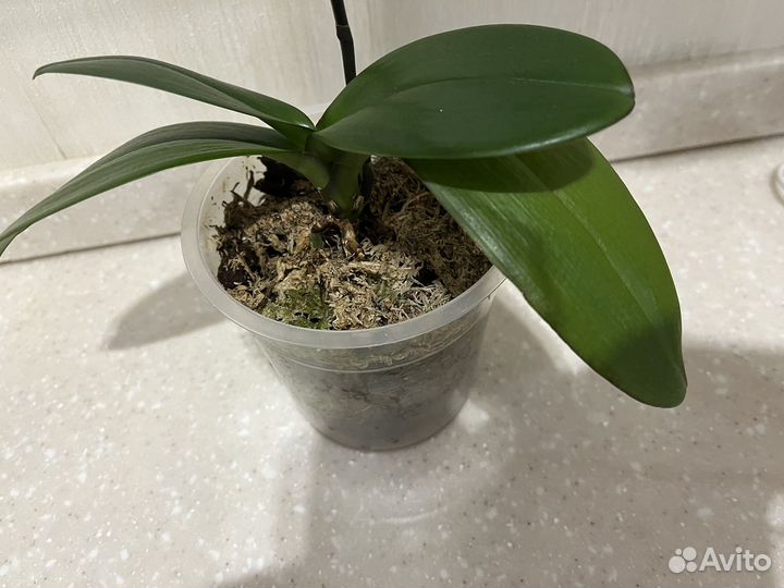 Фаленопсис Фронтера