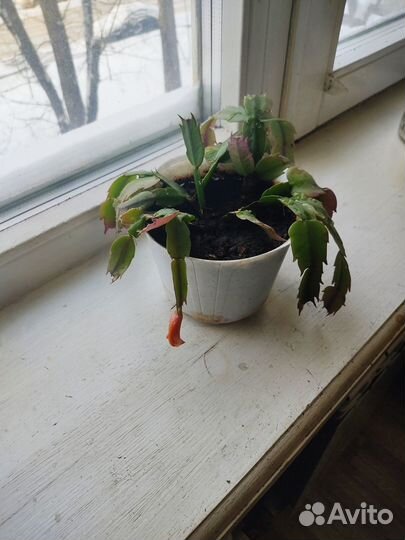 Декабрист шлюмбергера желтый