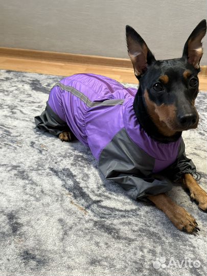 Дождевик для собак девочек маленьких пород