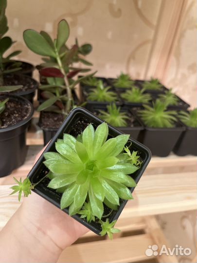 Молодило (каменная роза)