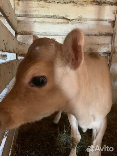 Телочка джерси