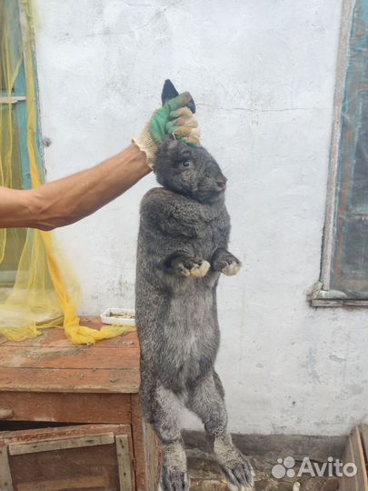 Кролики на племя