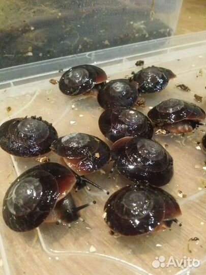 Древесные улитята экселенсы