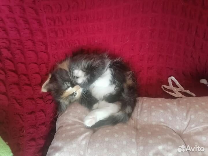 Отдам бесплатно