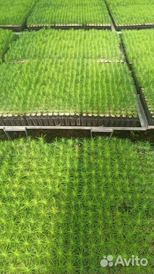 Сеянцы ели зкс от производителя