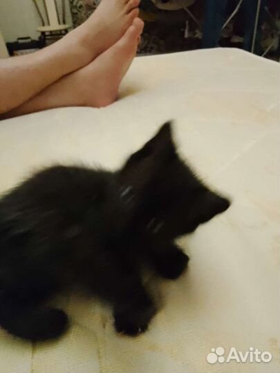 Котенок мальчик бесплатно