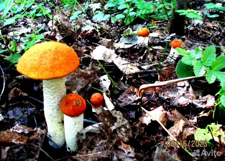 Грибы лисички