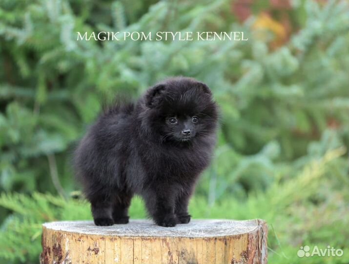 Померанский шпиц мини