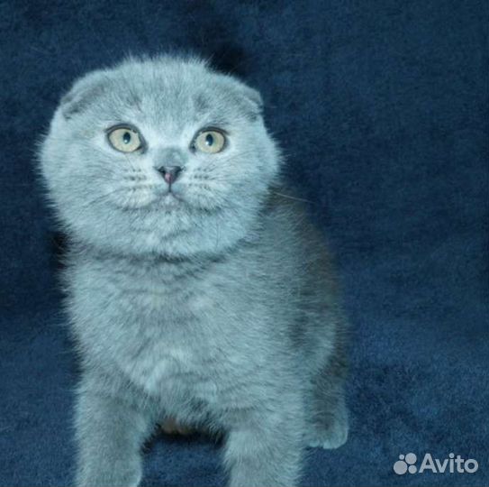Матильда кошечка Фолд
