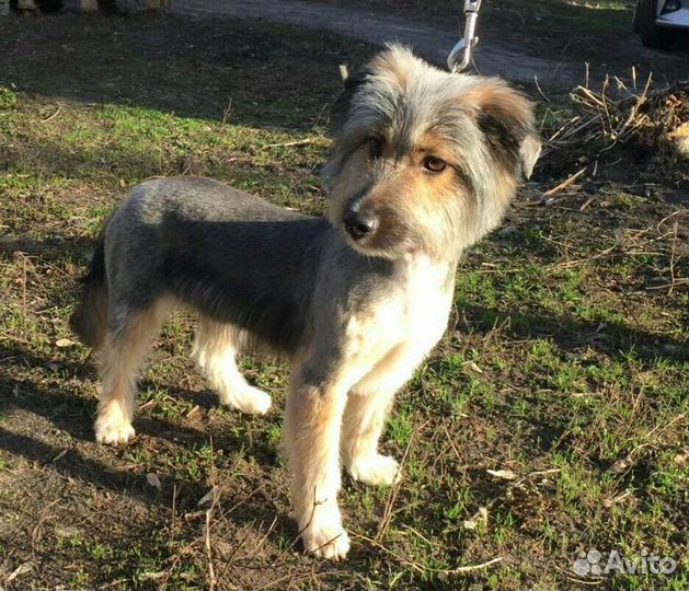 Метис терьера в добрые руки