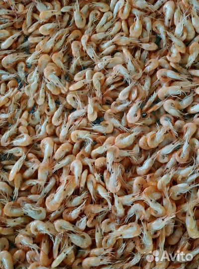 Креветка азовская