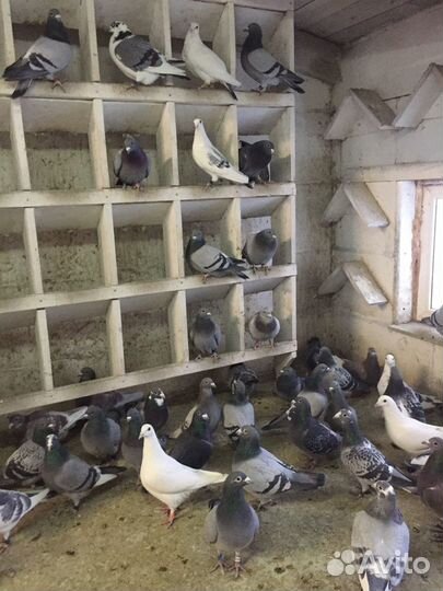 Продам голубей