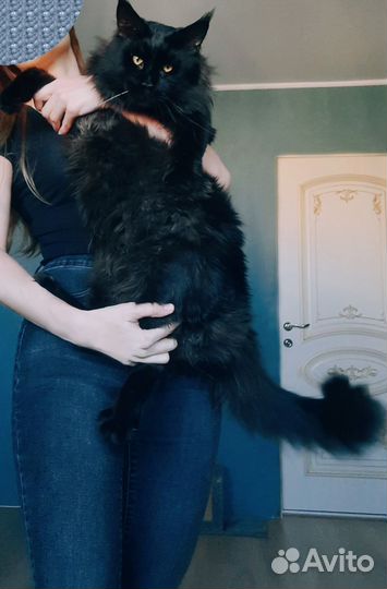 Кот мейн-кун вязка