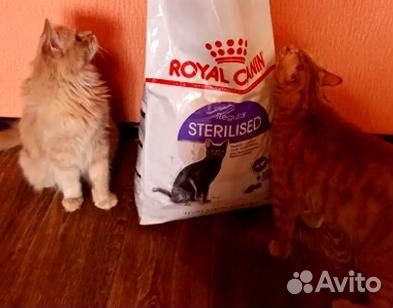 Kорм для кошек royal canin Royal Canin сухой корм