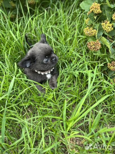 Щенки чихуахуа длинношерстные