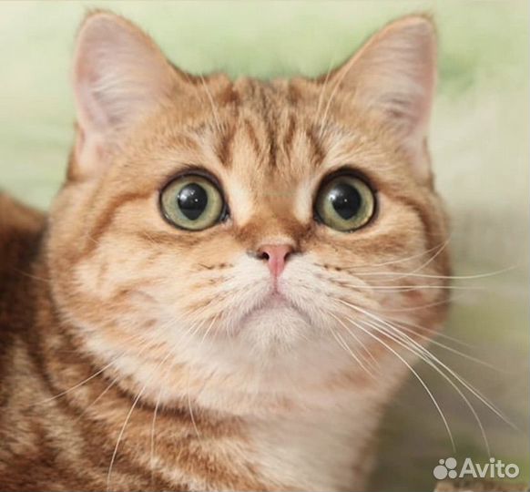 Породистые кошки в добрые реки