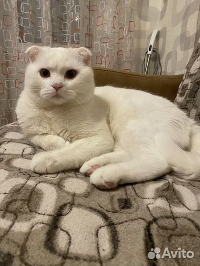 Кот на вязку